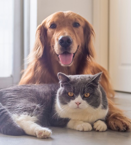 ポーズをとるワンちゃんネコちゃん