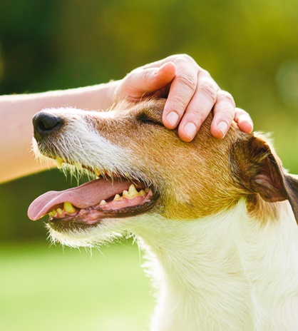 撫でられるワンちゃん