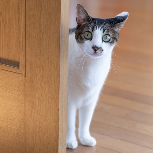 キョトンとした猫ちゃん